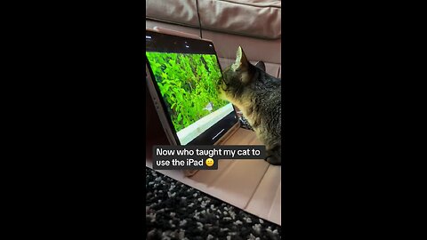 Cat using ipad🤣🤣