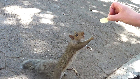 Hand feeding Squirrels Chips