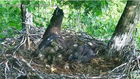 Hays Eagles H19 feelin eagley! Wingers, Fleapers, Leapfrog too! 05-16-2023 8:40am