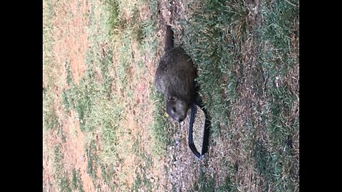 Huge Goundhog Teeth