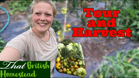 Allotment Garden: The Harvest is Here. Tomatoes, Cucumbers, Corn and a Lot More