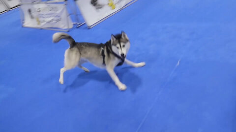 Husky Poops During Lure Course Racing