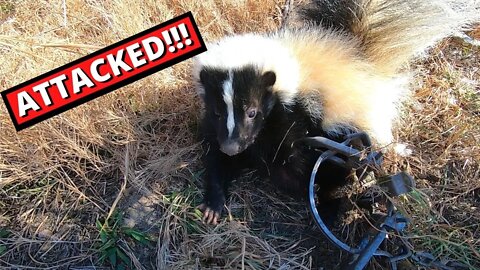 Skunk Caught in Trap Sprays Us! {Worst Smell Ever!!!}