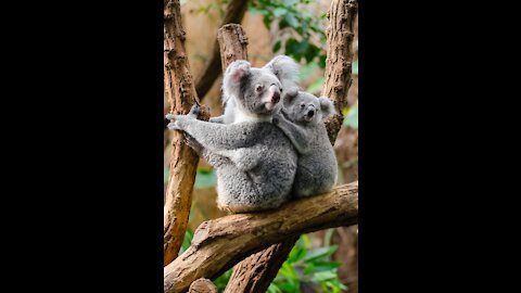 beautiful animal koalas