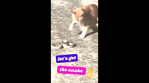 Cat Plays, Let's Get The Snake
