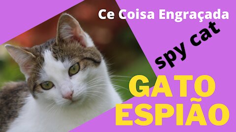 gato espião - spy cat