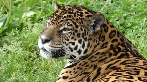 jaguar amazon