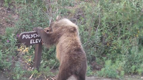 Big Brown Bear Tears Down A Wooden Road Sign