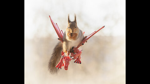 Photos of squirrels in the Games of Thrones