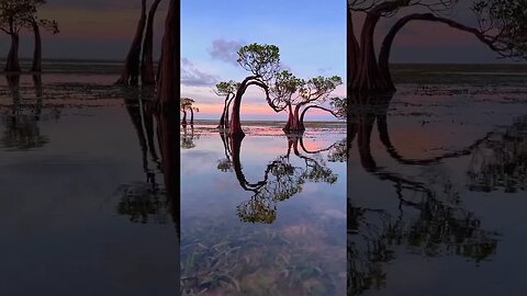 Beautiful dancing trees of Sumba, Indonesia