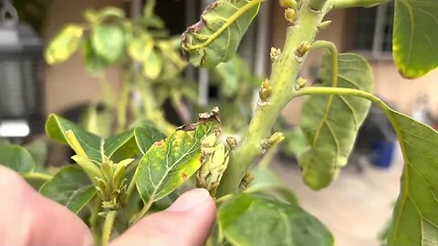 Grafted Jan Boyce avocado tree’s first flowering