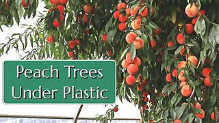 Peach Trees Under Plastic