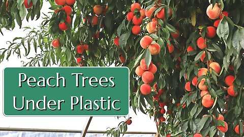 Peach Trees Under Plastic