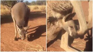 Baby kangaroo loves his mum's pouch