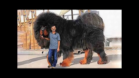 15 Most Expensive Dogs in the World [wahajraza]
