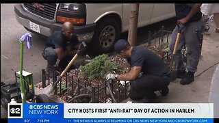 Clown World - NYC Actually Has A 'Rat Czar' - HaloRock