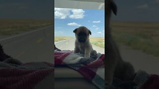 Puppy on the dash