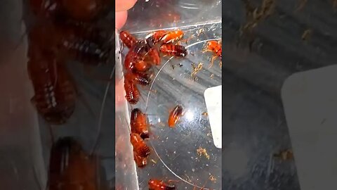 I Gave Roaches to my Honeypot Ants