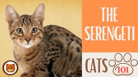 🐱 Cats 101 🐱 SERENGETI CAT - Top Cat Facts about the SERENGETI