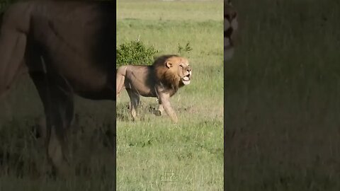Intruding Male Lions Chase Resident Pride #shorts | #ShortsAfrica