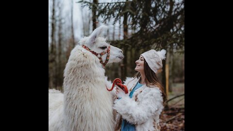 A Baby Alpaca in the house With a dog and a cat