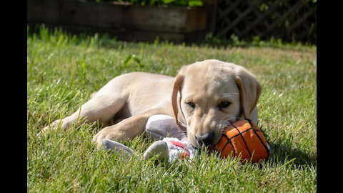 Welcome home to our new pup, Tucker