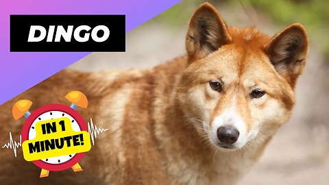 Dingo - In 1 Minute! 🦊 Australia's Biggest Land Predator | 1 Minute Animals