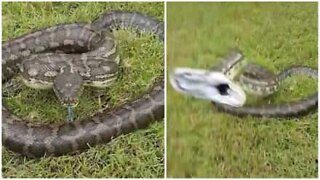 The terrifying moment a python attacks