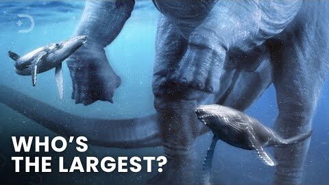 Largest Animals To Ever Exist On Earth. Size Comparison (PART 2)