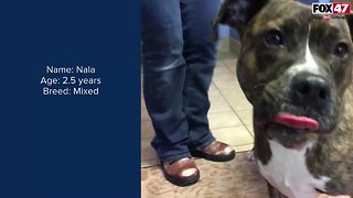 FOX Finder Pet Finder - Meet Nala