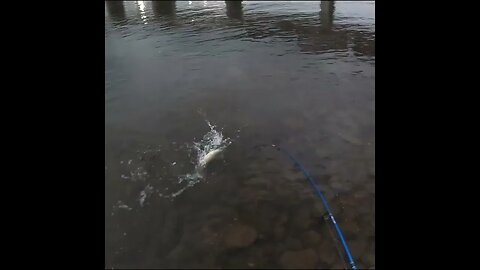 Walleye Catch on the Tennessee River