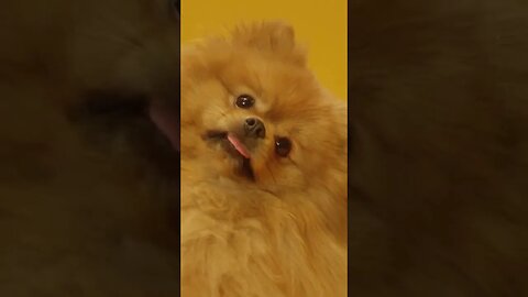 Cute Pomeranian Dog A Love Story😍🐶#Pomeranian#shorts