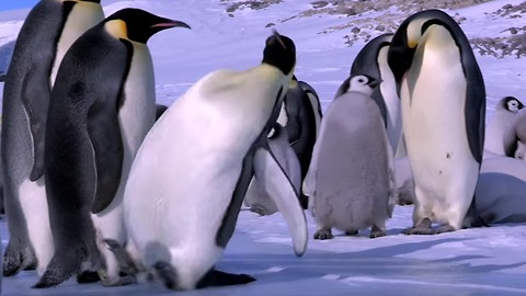 Penguin Fail - Best Bloopers from Penguins Spy in the Huddle