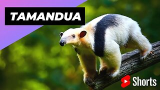 Tamandua 🦥 One Of The Cutest And Most Exotic Animals In The World #shorts