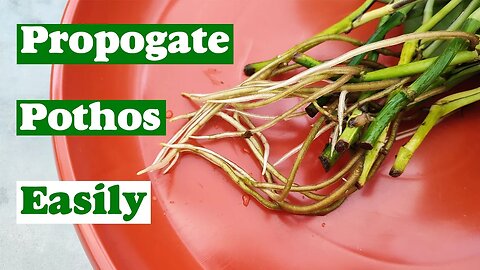 Pothos Propagation | How to propagate pothos plant easily?