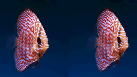 Colourful coral fishes