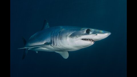Mako Shark Brutal Fatal Attack