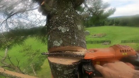 Topping an Eastern White Pine