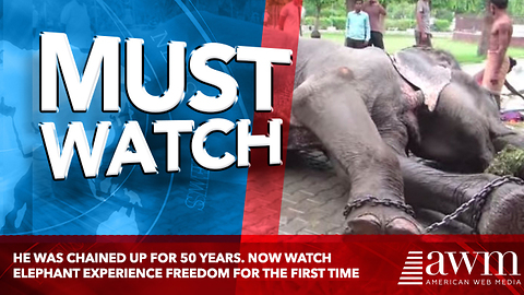 He Was Chained Up For 50 Years. Now Watch Elephant Experience Freedom For The First Time