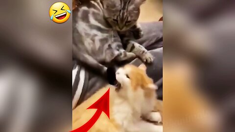 Funny And Cute Animals 🦧😝 Funniest Cats and Dogs Funny Moments 🤣 Funny Animals