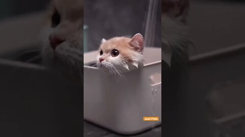 Kittens 🐱 enjoying a bath 🛁 #cat #cute #funnyanimals #funnyvideos #tiktok