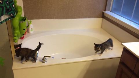 Kittens Find New Fun Use For Bathtub