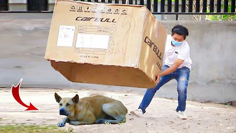 New Prank Dog | Very Big Box Prank on Sleep Dog Vs Angry Dog