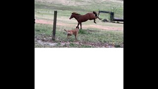 Colt isn’t happy when his canine brothers won’t come play