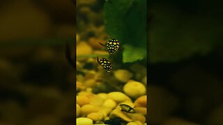Aquatic Insects MACRO video UNDER WATER 🪲💦