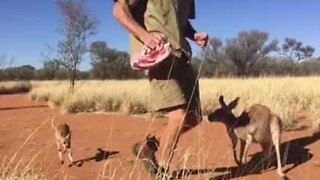 Morning exercise with a bouncing baby kangaroo