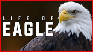 LIFE OF EAGLE | FACTS ABOUT EAGLE | EAGLE | ANIMAL | NATURE