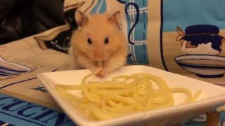 Un criceto pazzo per gli spaghetti!