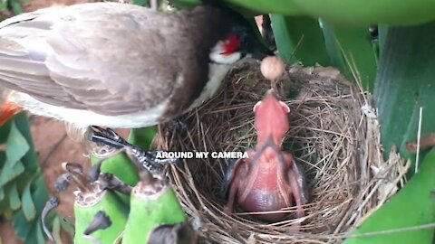 Brutally Bad Cuckoo EATS UP Baby Bird in Front of MOTHER in Seconds | Bulbul baby bird Nest