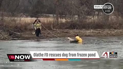 Olathe FD rescues dog from pond